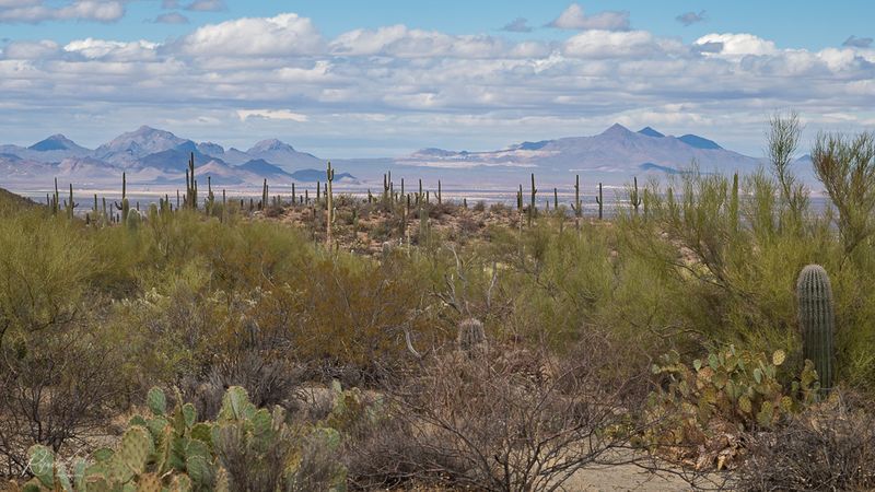 Saguaro National Park