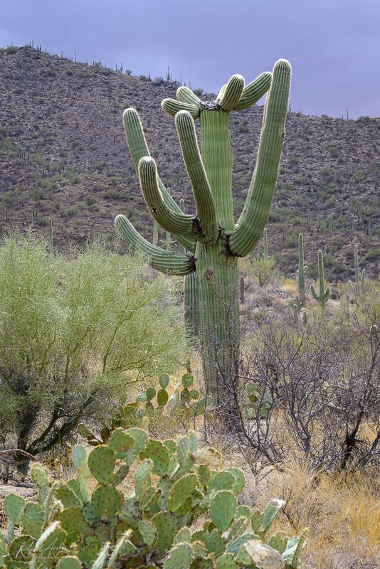 Saguaro National Park
