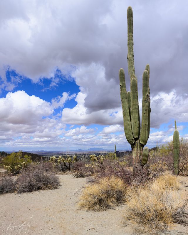 Saguaro National Park