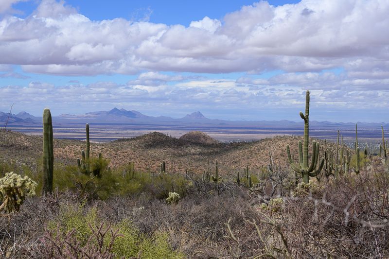 Saguaro National Park
