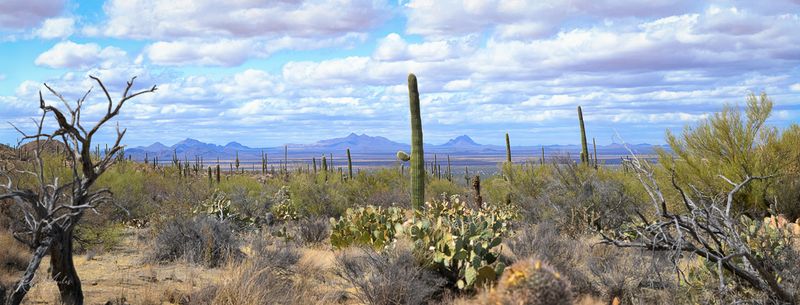 Saguaro National Park