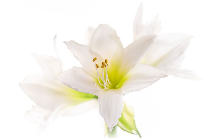 Amaryllis