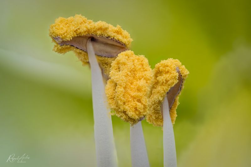 Amaryllis stamens