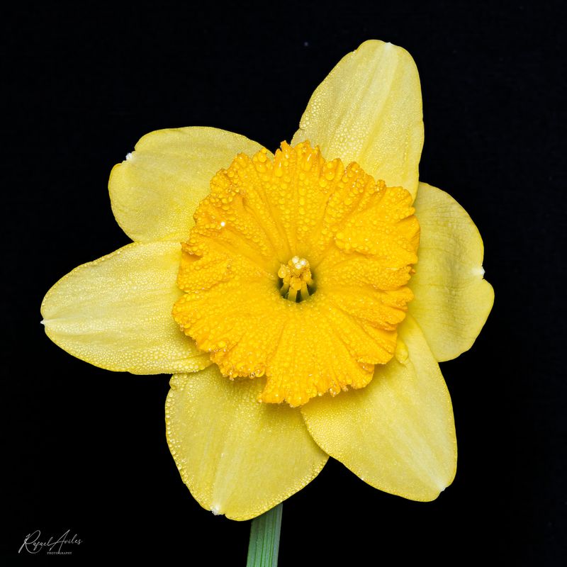 Narcissus