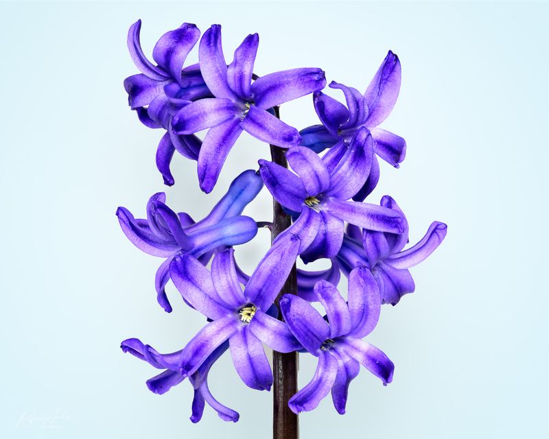 Hyacinth