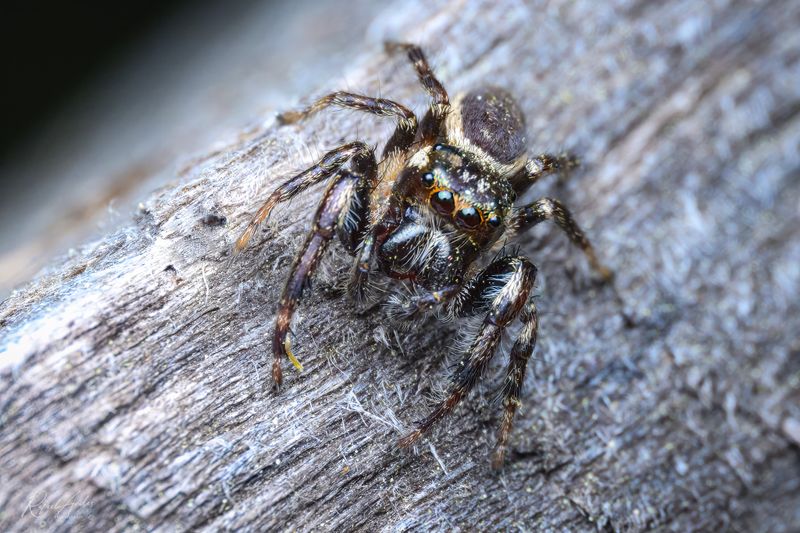 Spiders