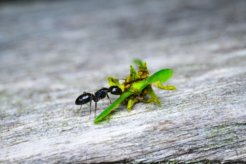 Black carpenter ant