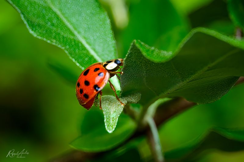 Lady bug