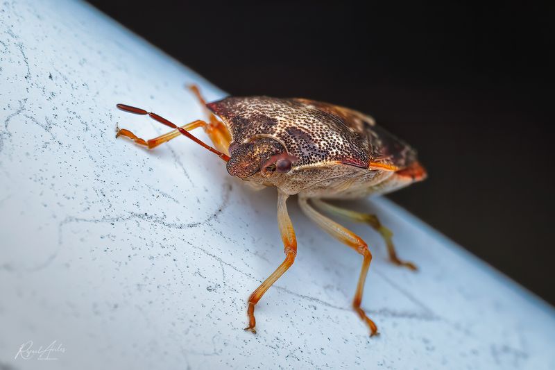 Beetles, Cicadas, Ants, and Other Critters