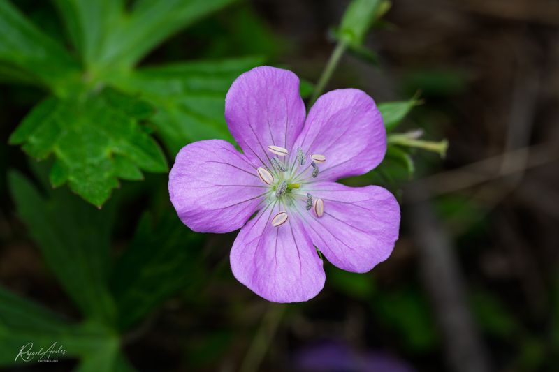 Wild geranium
