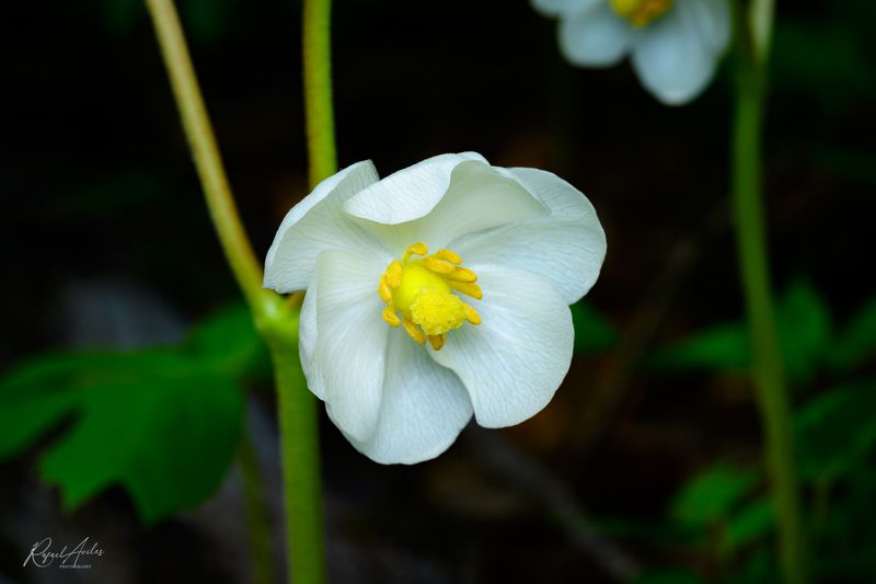 Mayapple