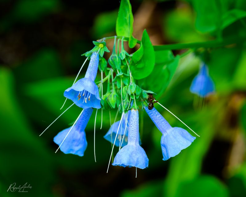 Flora