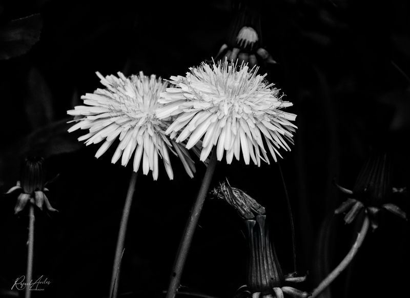 Monochrome