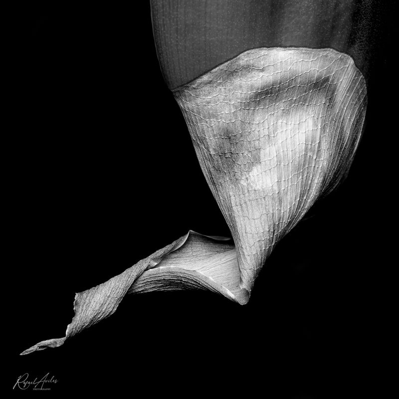 Monochrome