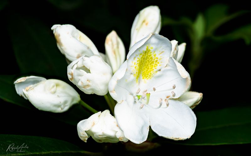 Flora
