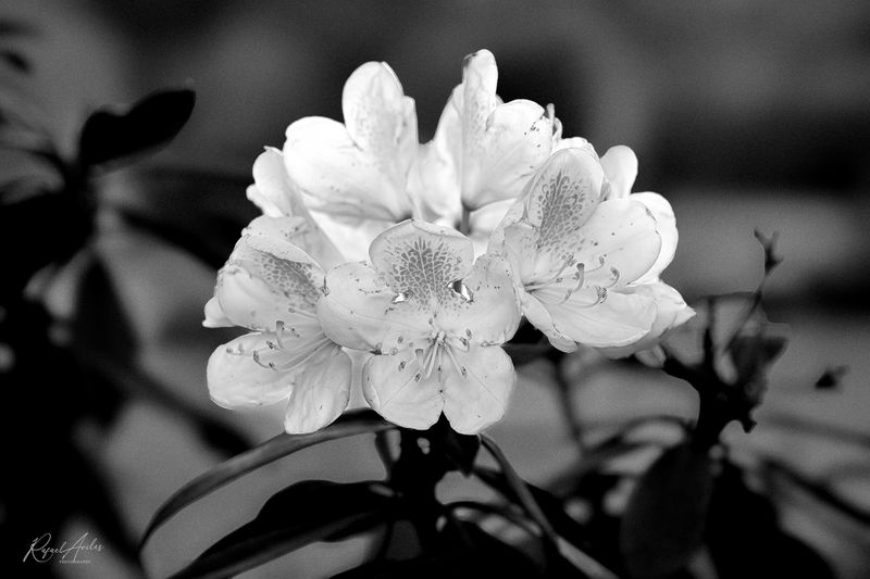 Monochrome