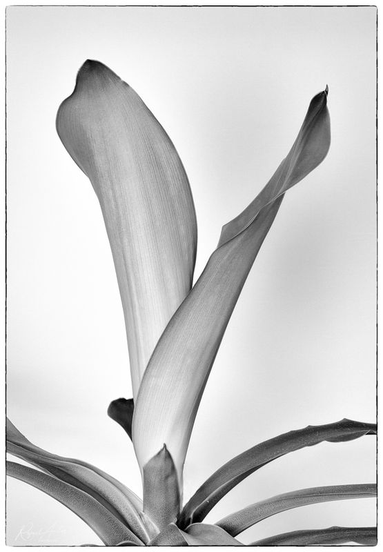Monochrome