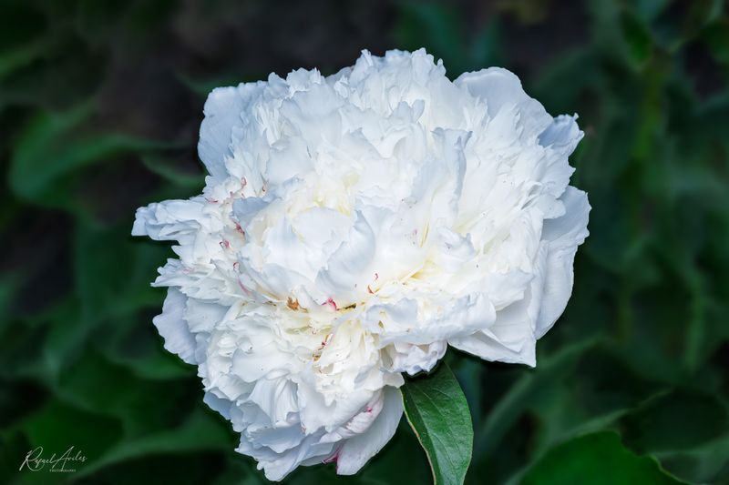 Flora
