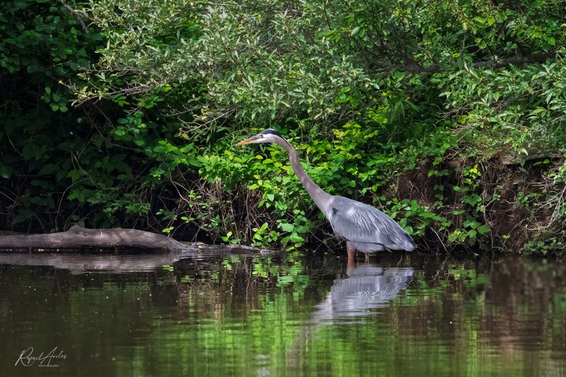 Great Blue Herons
