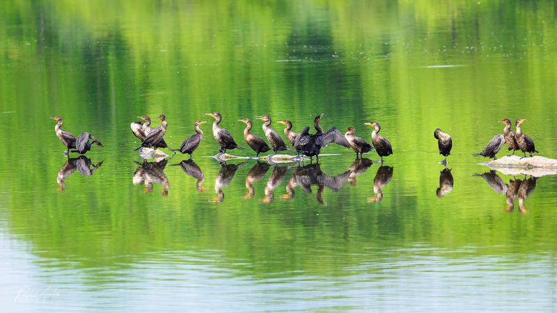 Miscellaneous Birds