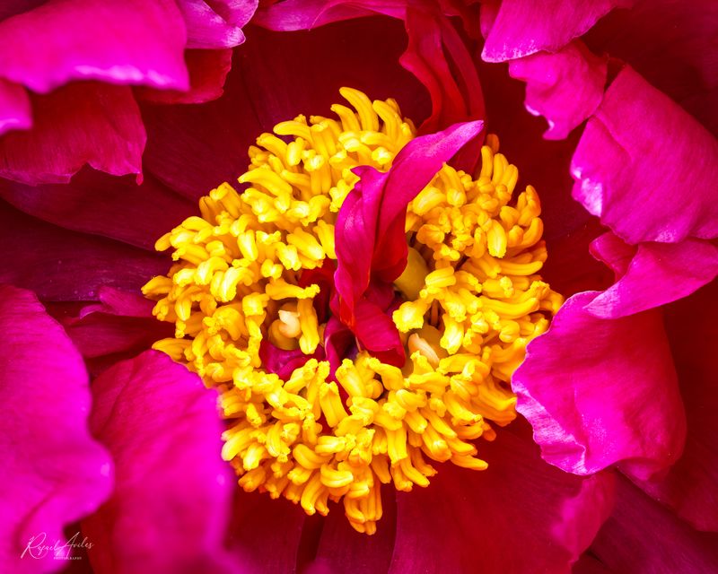 Flora