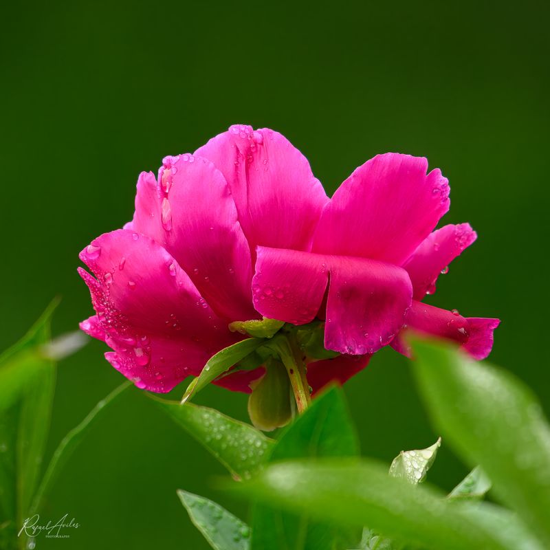 Flora