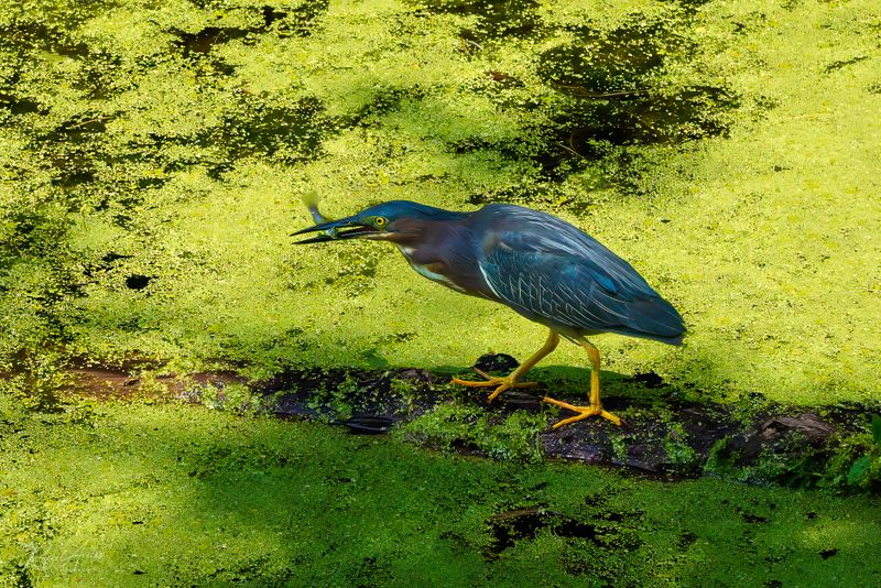 Miscellaneous Birds