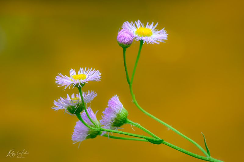Flora