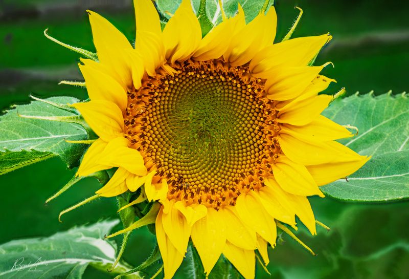 Flora