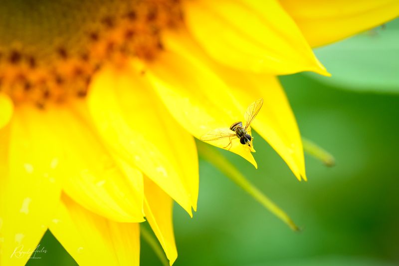 Damselflies, Dragonflies, and Other Flies