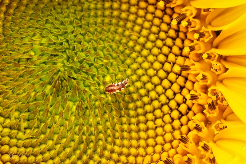 Beetles, Cicadas, Ants, and Other Critters