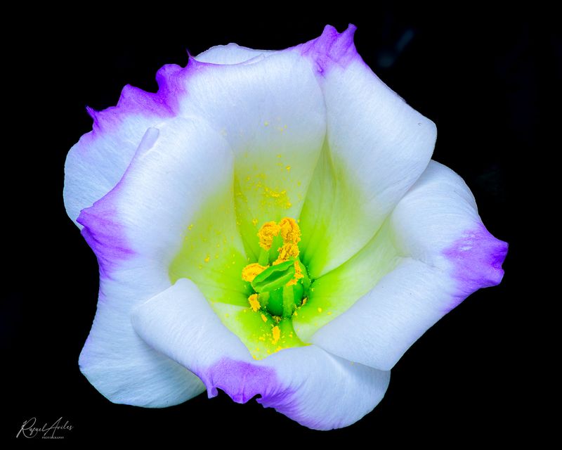 Flora