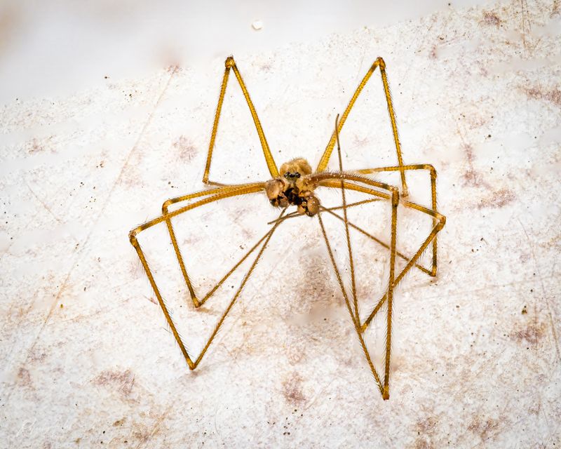 Spiders