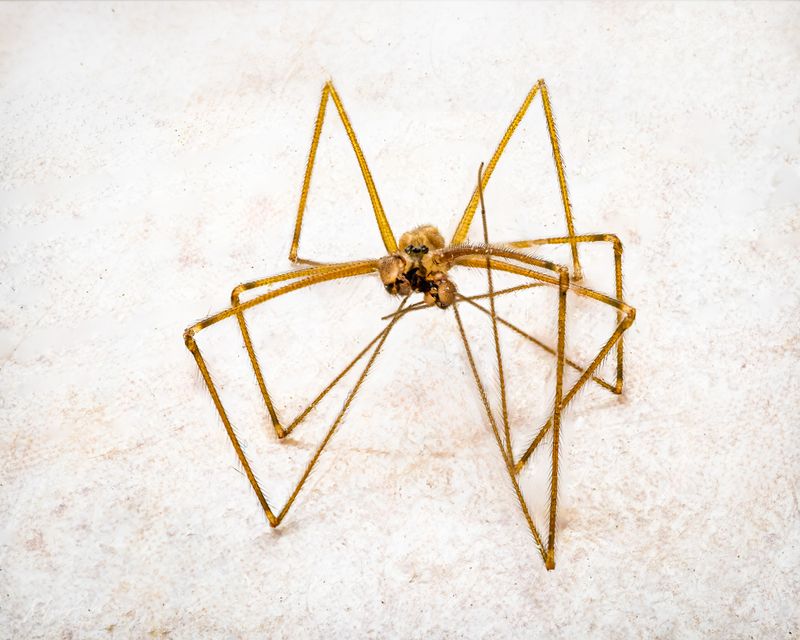 Spiders