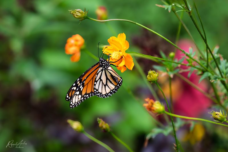 Monarch