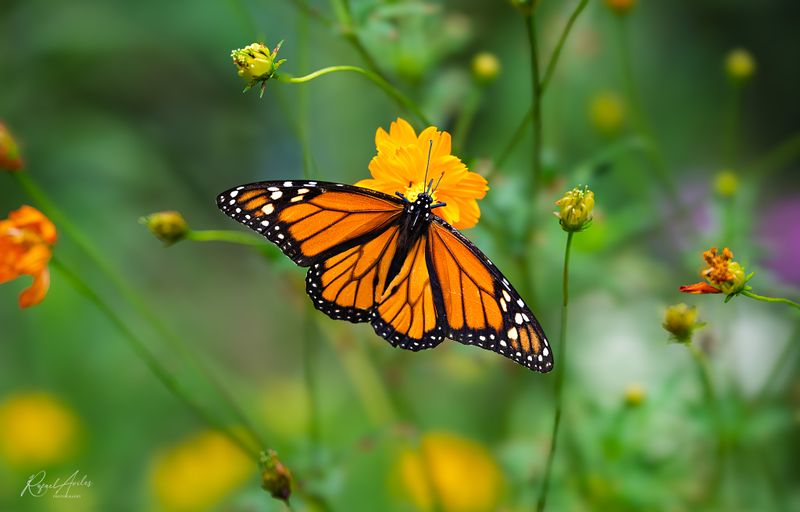 Butterflies and Skippers