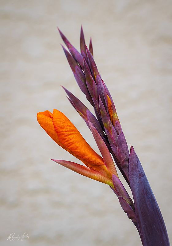 Flora