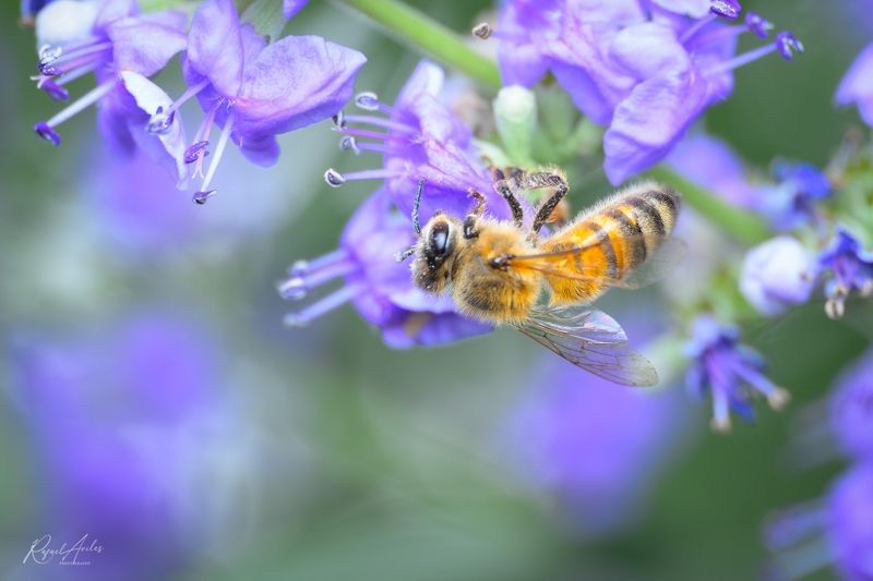Bees and Wasps