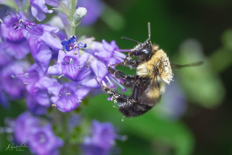 Bees and Wasps