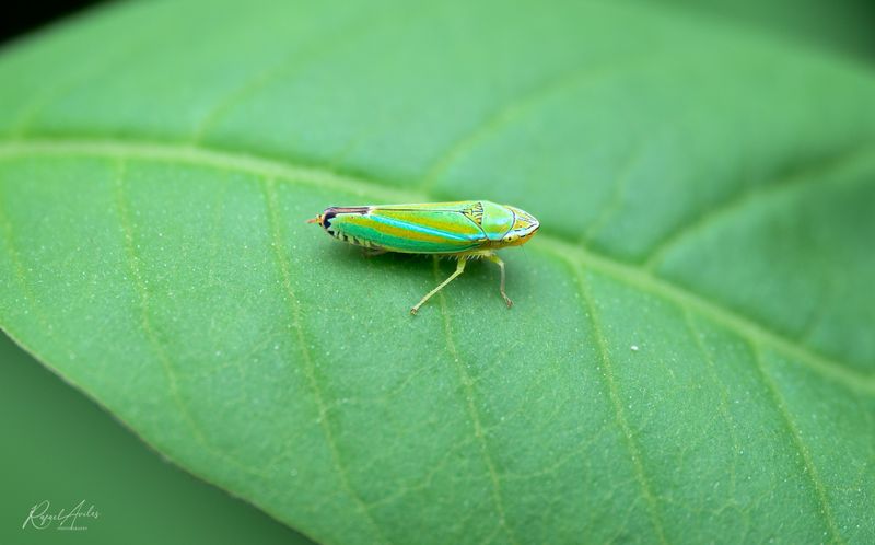 Beetles, Cicadas, Ants, and Other Critters
