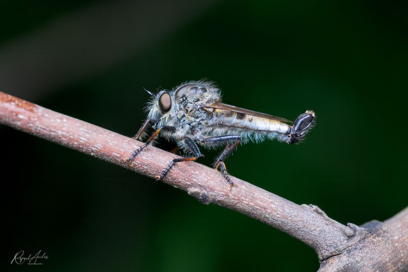 Damselflies, Dragonflies, and Other Flies