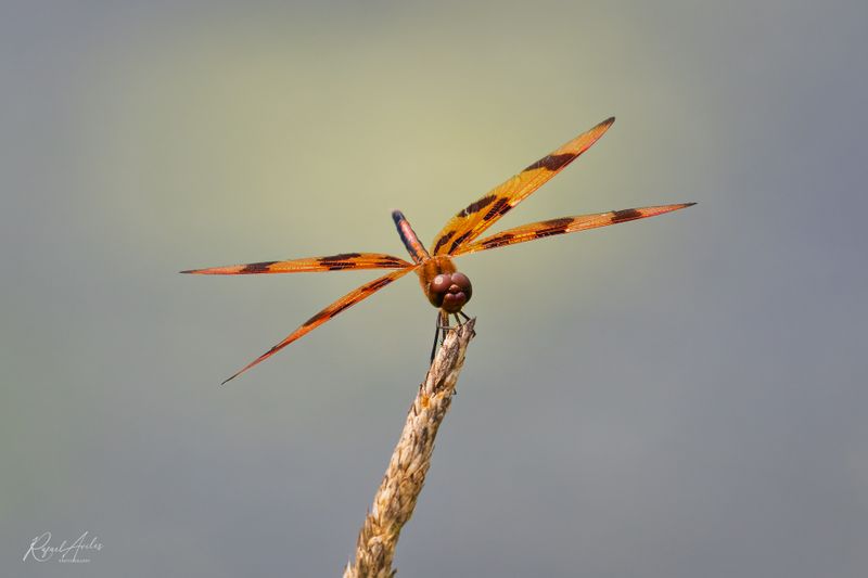 Dragonfly