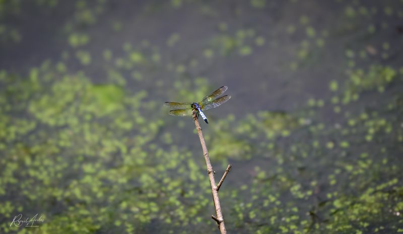 Damselflies, Dragonflies, and Other Flies