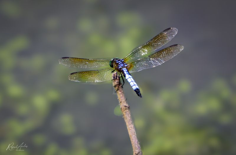 Damselflies, Dragonflies, and Other Flies