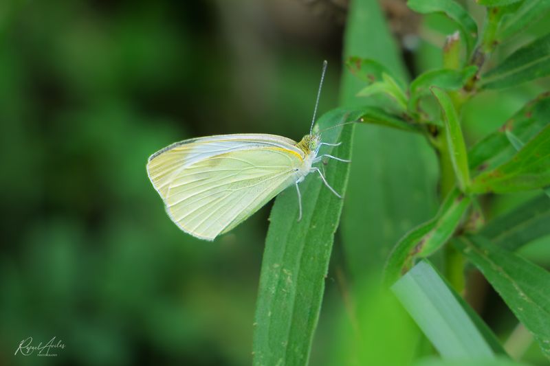 Cabbage white