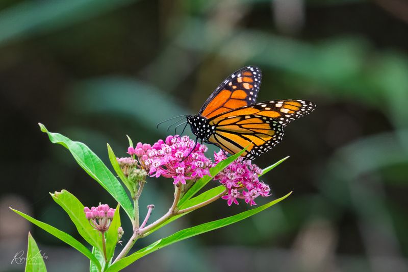 Monarch