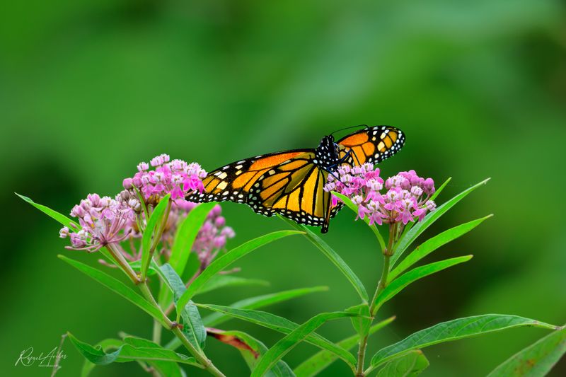Butterflies and Skippers
