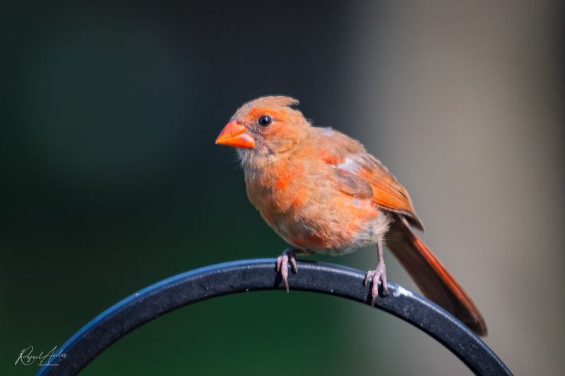 Cardinals