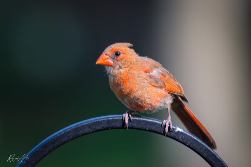 Cardinals