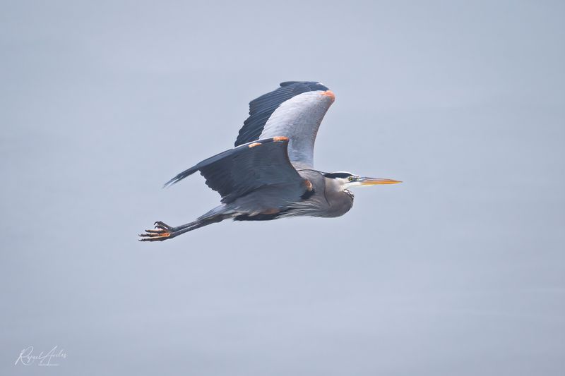 Great Blue Herons